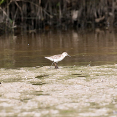 White-rumped Sandpiper